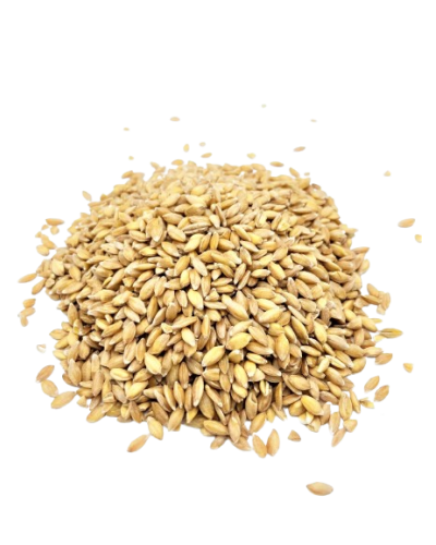 Grains de petit épeautre bio de France - céréales ancienne nutritives - riche en protéines et fibre - Le Bio de Manon Peynier Grains de petit épeautre bio de France - céréales ancienne nutritives - riche en protéines et fibre - Le Bio de Manon Peynier
